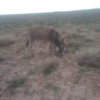 کره خر فروشی