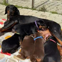 توله دوبرمن اروپایی نر و ماده (فی۱۵م)|سگ|تهران, جنت‌آباد مرکزی|دیوار