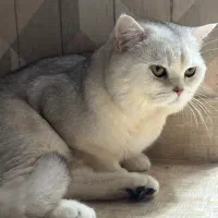 جفت گیری گربه نر|گربه|بندر انزلی, سپه|دیوار