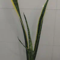 سانسوریا شمشیری ابلق در بندرعباس|گل و گیاه طبیعی|بندرعباس, |دیوار