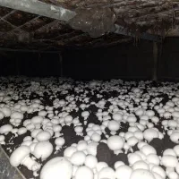 قارچ خوراکی|خوردنی و آشامیدنی|صومعه‌سرا, |دیوار