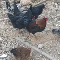 بچ خروس گوشتی