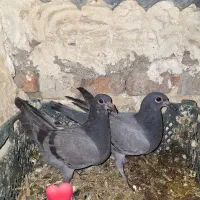 یک‌جفت‌جوجه‌مسافتی‌عالی