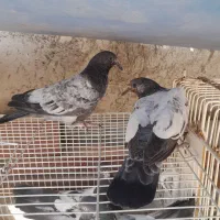 جفت جوجه تیدی ایسین|پرنده|بندرعباس, |دیوار