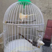 قناری نر یک ساله|پرنده|دینور, |دیوار