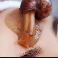 پرورش حلزون اچاتینا