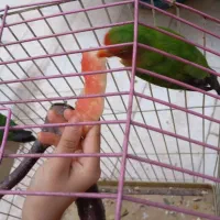 جفت طوطی برزیلی