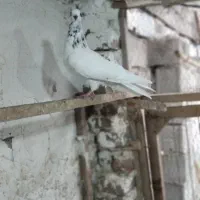 کفتر کفتر بازی