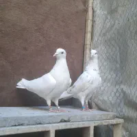 کفتر هما و خال پیس کاکلی چشم سیاه یک جفت