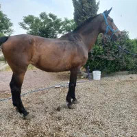 مادیان یکسر