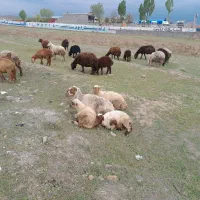 گوسفند بره دار