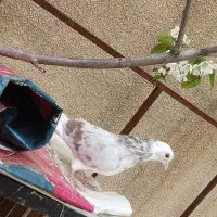 کبوتر شازده دوتا