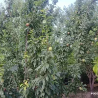 باغ و باغچه