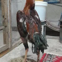 فروش مرغ خروس لاری اصیل