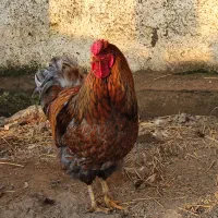 خروس ویاندوت بلورد