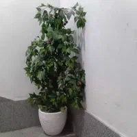 درختچه گیلاس با گلدان سفالی بزرگ