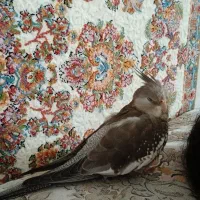 گم شده