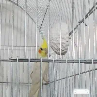 عروس هلندی نرکاردرست