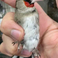 سره داغسر طوقی قرص بخون