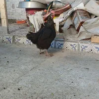 مرغ تخم گذار محلی درشت