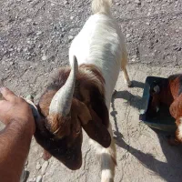 2عدد چپشت پاکستانی چاق به فروش می رسد