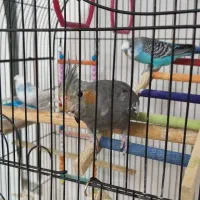 عروس هلندی|پرنده|اسلام‌شهر, شهرک قائمیه|دیوار