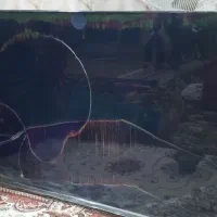 تلویزیون|تلویزیون و پروژکتور|علیآباد کتول, |دیوار