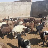 بره بزغاله میش|حیوانات مزرعه|آران و بیدگل, |دیوار