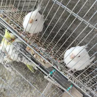 عروس هلندی|پرنده|اشنویه, |دیوار