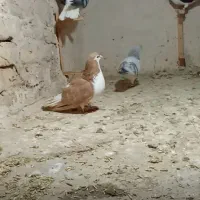 کفتر تربت گمشده