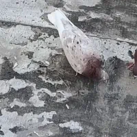 سرور دم سفید باخ رفته