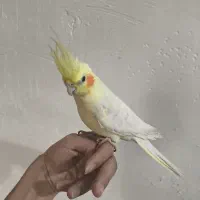 عروس هلندی|پرنده|سوسنگرد, |دیوار