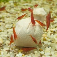 شریمپ میگو کامبارلوس گوپی تترا رازبورا لابستر گیاه|ماهی|تهران, نارمک|دیوار