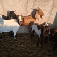 ۶بز|حیوانات مزرعه|اهواز, دغاغله|دیوار