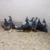 سبزوپولک|پرنده|تربت‌حیدریه, حسنی بالا|دیوار