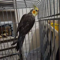 عروس هلندی نر