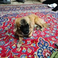 سگ نر|سگ|شیراز, شهرک صنعتی شیراز|دیوار