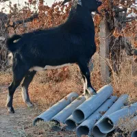 نر بزغاله تخمی