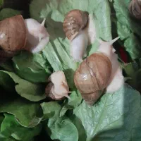 حلزون|خزنده|کرمانشاه, |دیوار