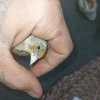 سهره قناری نر