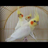 عروس هلندی طوطی|پرنده|مرند, |دیوار