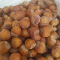 فندق تازه