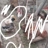 خروس و اردک