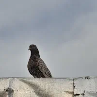 اشعل|پرنده|شوش, |دیوار
