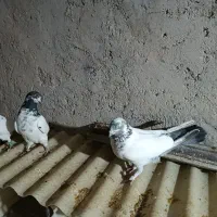 کبوتر|پرنده|ایوان, |دیوار