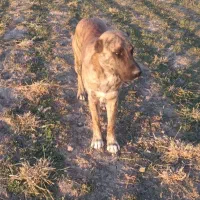 توله افغان یک سال