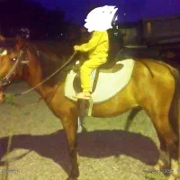 اسب فروش فوری