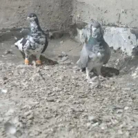نرو ماده چپ و بدرنگ|پرنده|شیراز, شهدای شهرک سعدی|دیوار