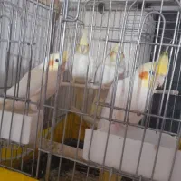 ۷عدد عروس هلندی ۲عددسیناموند۵عدد لوطی نو