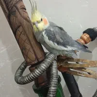 عروس هلندی گمشده|پرنده|شریف‌آباد, |دیوار